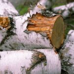 Effective Stump Grinding: A Key Step in Tree Stump Removal