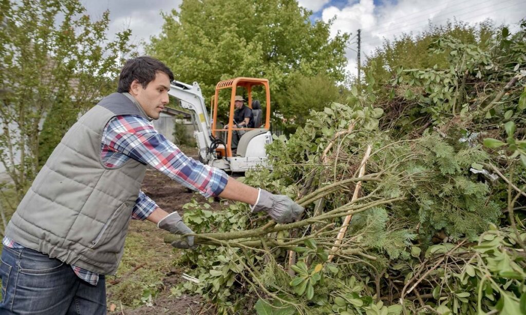 tree pruning sydney