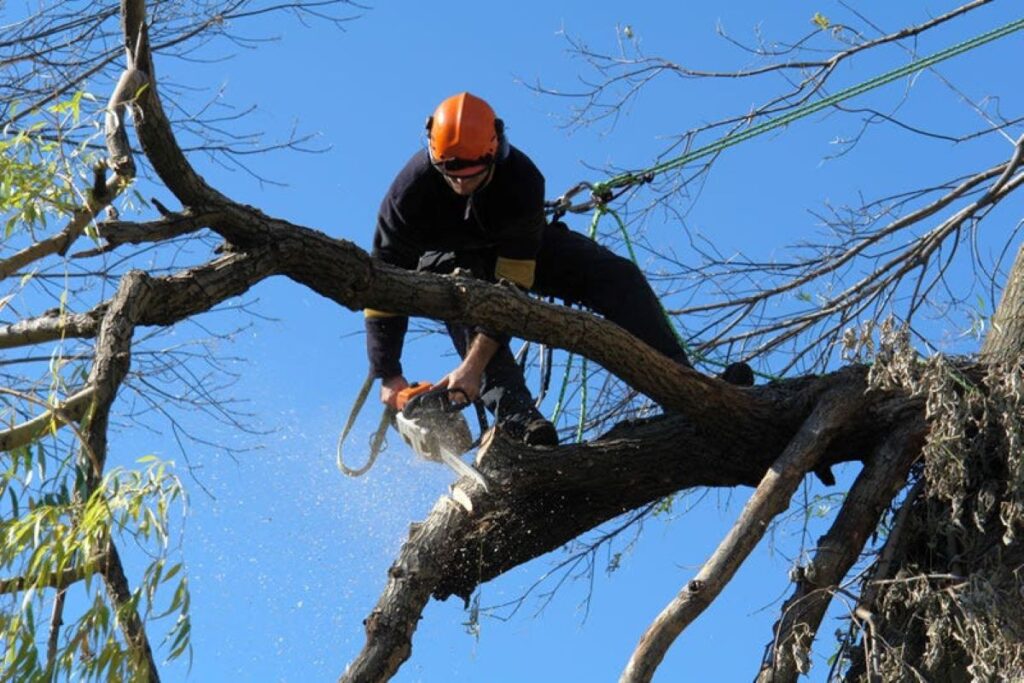 tree pruning sydney