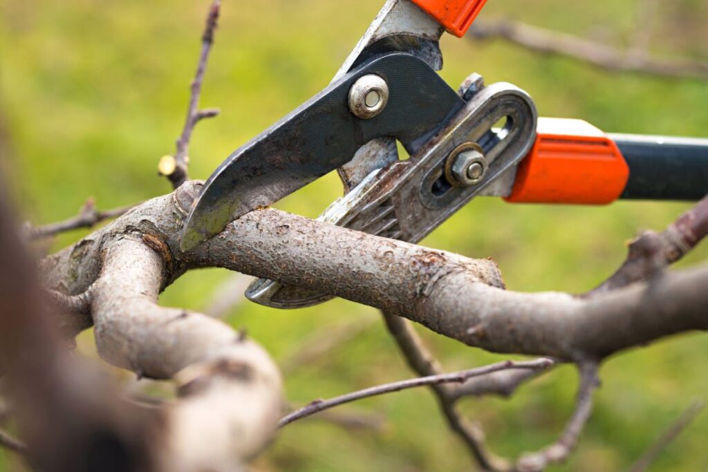tree pruning sydney