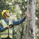 Council Tree Removal