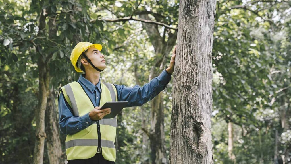 Council Tree Removal