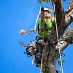 tree removal blue mountains
