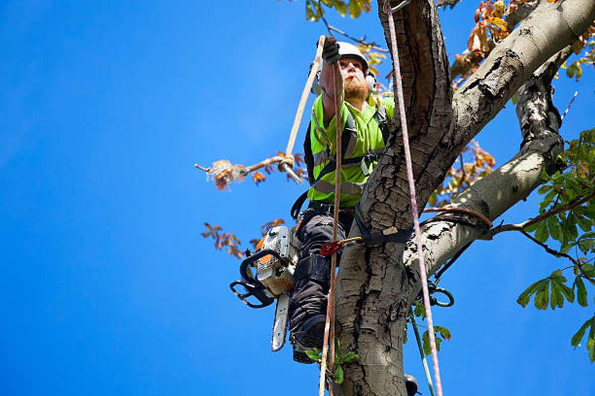 tree removal blue mountains