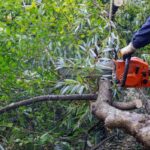 tree removal Central Coast