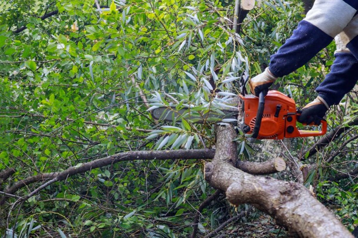 tree removal Central Coast