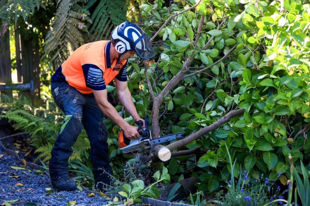 tree removal blue mountains
